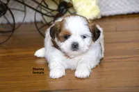 Stacey, a female Shih Tzu for sale in Clare, MI – 5 of 7