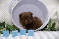 Tootsie Roll, a male Pomeranian and Shih Tzu for sale in Clare, MI – 3 of 5