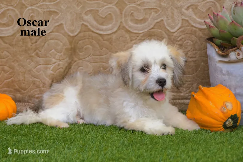 Oscar – Havanese puppy for sale in Clare, MI