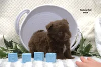 Tootsie Roll, a male Pomeranian and Shih Tzu for sale in Clare, MI – 5 of 5