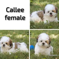 Callee , a male Shih Tzu for sale in Clare, MI – 4 of 4