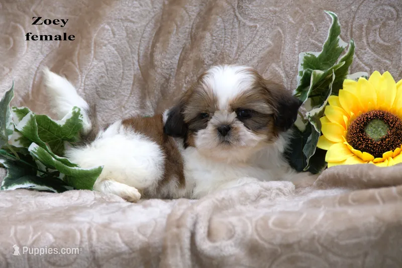 Zoey – Shih Tzu puppy for sale in Clare, MI