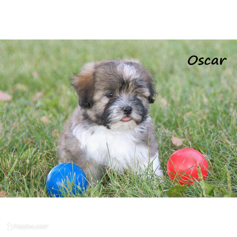 Oliver – Havanese puppy for sale in Clare, MI