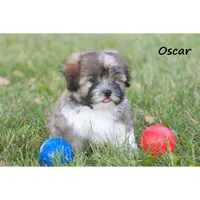 Oliver, a male Havanese for sale in Clare, MI – 1 of 3