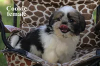 Cookie, a female Shih Tzu for sale in Clare, MI – 3 of 3