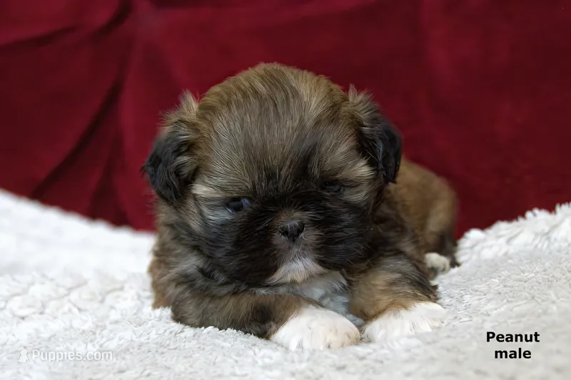 🥜 Peanut – Shih Tzu puppy for sale in Clare, MI