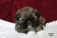 🥜 Peanut, a male Shih Tzu for sale in Clare, MI – 1 of 5