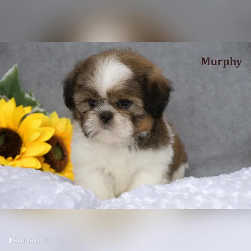 Murphy – Shih Tzu puppy for sale in Clare, MI