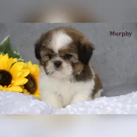 Murphy, a male Shih Tzu for sale in Clare, MI – Photo 1 of 3