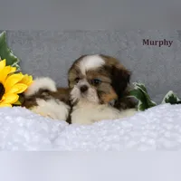 Murphy, a male Shih Tzu for sale in Clare, MI – Photo 2 of 3