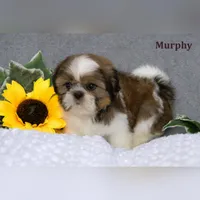 Murphy, a male Shih Tzu for sale in Clare, MI – Photo 3 of 3