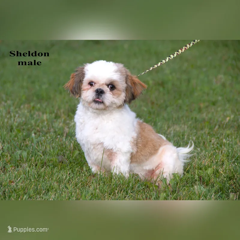 Sheldon – Shih Tzu puppy for sale in Clare, MI