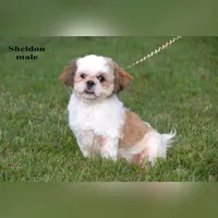 Sheldon, a male Shih Tzu for sale in Clare, MI – 1 of 3