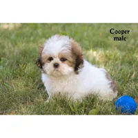 Cooper, a male Shih Tzu for sale in Clare, MI – 3 of 5