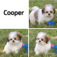 Cooper, a male Shih Tzu for sale in Clare, MI – 5 of 5