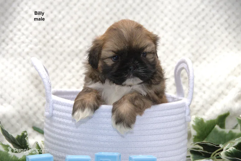 Billy – Shih Tzu puppy for sale in Clare, MI