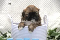 Billy, a male Shih Tzu for sale in Clare, MI – 1 of 3