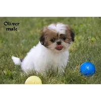 Oliver, a male Shih Tzu for sale in Clare, MI – 3 of 5