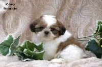 Zoey, a female Shih Tzu for sale in Clare, MI – 2 of 2