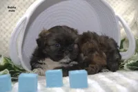 Bobby, a male Shih Tzu for sale in Clare, MI – 3 of 3