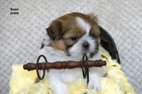 Sven, a male Shih Tzu for sale in Clare, MI – 4 of 4