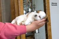 Stacey, a female Shih Tzu for sale in Clare, MI – 2 of 7