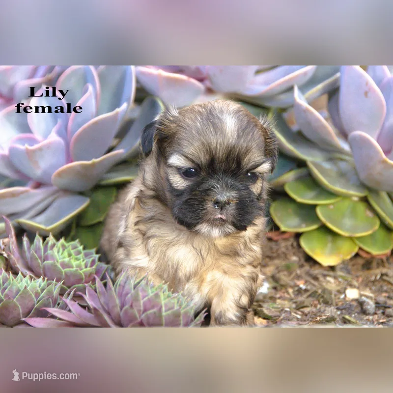 Lily – Shih Tzu puppy for sale in Clare, MI