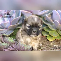 Lily, a female Shih Tzu for sale in Clare, MI – 1 of 3