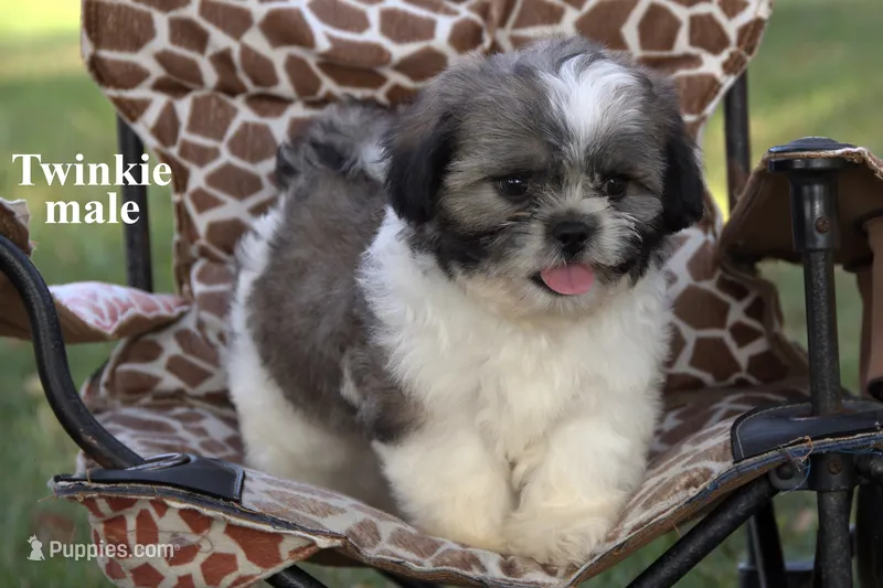 Twinkie – Shih Tzu puppy for sale in Clare, MI