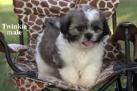 Twinkie, a male Shih Tzu for sale in Clare, MI – 1 of 3