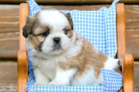 Teddy, a male Shih Tzu for sale in Clare, MI – 4 of 4