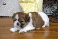Sven, a male Shih Tzu for sale in Clare, MI – 2 of 4