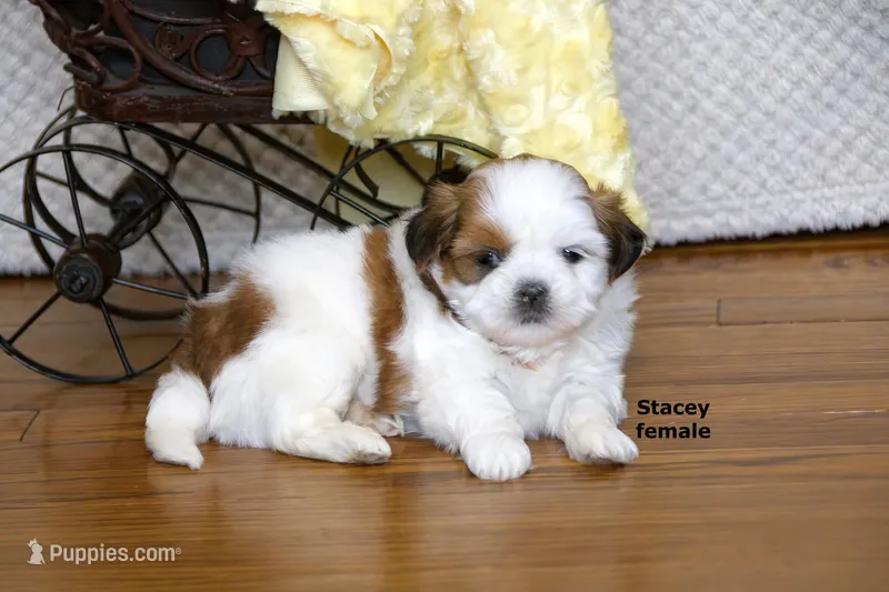Stacey – Shih Tzu puppy for sale in Clare, MI