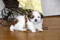 Stacey, a female Shih Tzu for sale in Clare, MI – 1 of 7