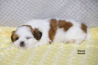 Stacey, a female Shih Tzu for sale in Clare, MI – 6 of 7