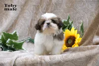 Toby, a male Shih Tzu for sale in Clare, MI – 2 of 2