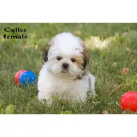 Callee , a male Shih Tzu for sale in Clare, MI – 2 of 4