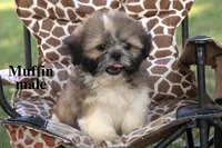 Muffin, a male Shih Tzu for sale in Clare, MI – 1 of 2