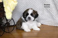 Punkin, a male Shih Tzu for sale in Clare, MI – 1 of 3