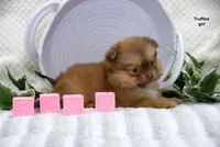Truffles, a female Pomeranian and Shih Tzu for sale in Clare, MI – 2 of 5