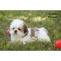Callee , a male Shih Tzu for sale in Clare, MI – 3 of 4
