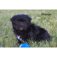 Olivia, a female Havanese for sale in Clare, MI – 2 of 3