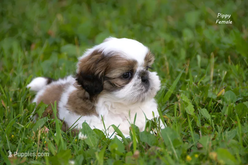 Pippy – Shih Tzu puppy for sale in Clare, MI