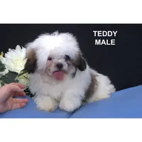 Teddy, a male Shih Tzu for sale in Clare, MI – Photo 2 of 2