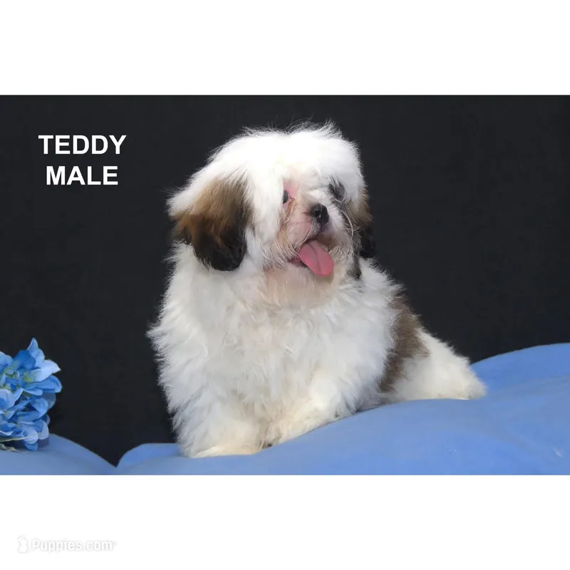 Teddy – Shih Tzu puppy for sale in Clare, MI