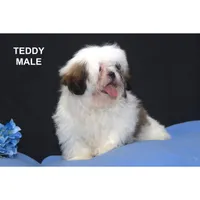 Teddy, a male Shih Tzu for sale in Clare, MI – Photo 1 of 2