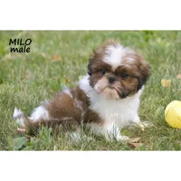 Milo, a male Shih Tzu for sale in Clare, MI – 2 of 4