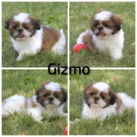Gizmo, a male Shih Tzu for sale in Clare, MI – 2 of 2