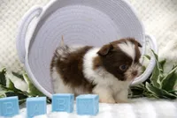 Gummy Bear, a male Pomeranian and Shih Tzu for sale in Clare, MI – 2 of 5
