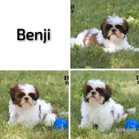 Benji, a male Shih Tzu for sale in Clare, MI – 4 of 4